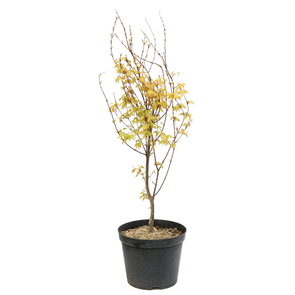 Acer Palmatum 'Orange Dream' :C7L H.60/80cm 1 Acer Palmatum 'Orange Dream' :C7L H.60/80cm