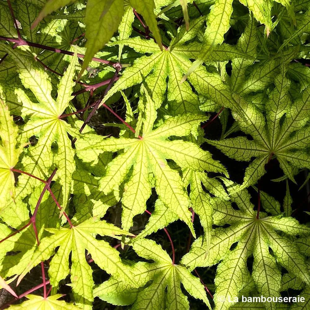 Acer Palmatum Reticulatum Red : C30L H.100/125cm 1 Acer Palmatum Reticulatum Red : C30L H.100/125cm