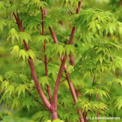 Acer Palmatum 'Sango-Kaku' : C15L H.80/100cm -Promos Jardesia Magasin 748289 002