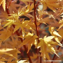 Acer Palmatum 'Sango-Kaku' : C15L H.80/100cm -Promos Jardesia Magasin 748289 004