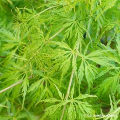 Acer Palmatum 'Seiryu' :C3L H.40/60cm -Promos Jardesia Magasin 748297 001