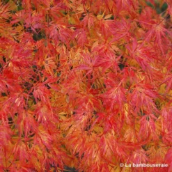 Acer Palmatum 'Seiryu' :C3L H.40/60cm -Promos Jardesia Magasin 748297 003