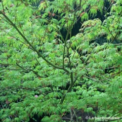 Acer Palmatum 'Seiryu' :C7L H60/80cm -Promos Jardesia Magasin 748298 002