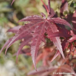 Acer Palmatum Skeeter's Broom :C3L H40/60cm 9 Acer Palmatum Skeeter's Broom :C3L H40/60cm -Promos Jardesia Magasin 748302 003