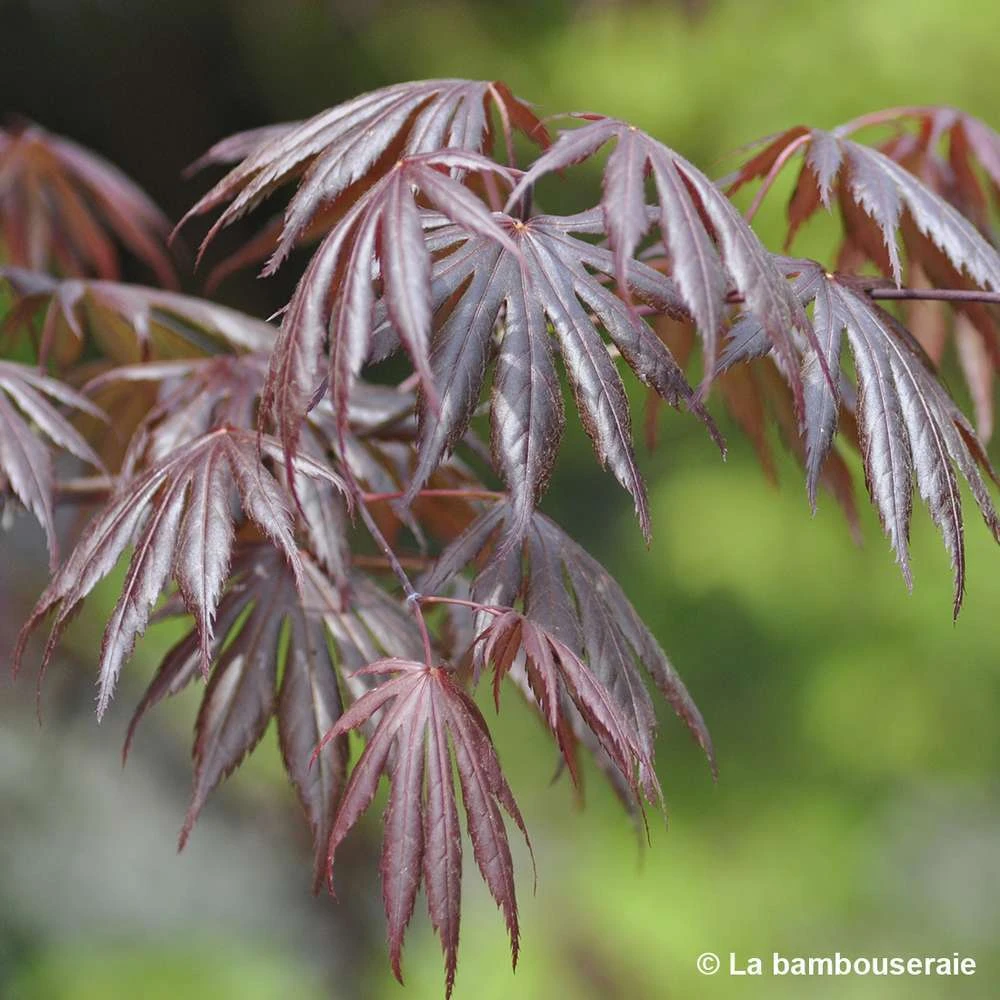 Acer Palmatum Trompenburg :C3L H.40/60cm 2 Acer Palmatum Trompenburg :C3L H.40/60cm – Image 2