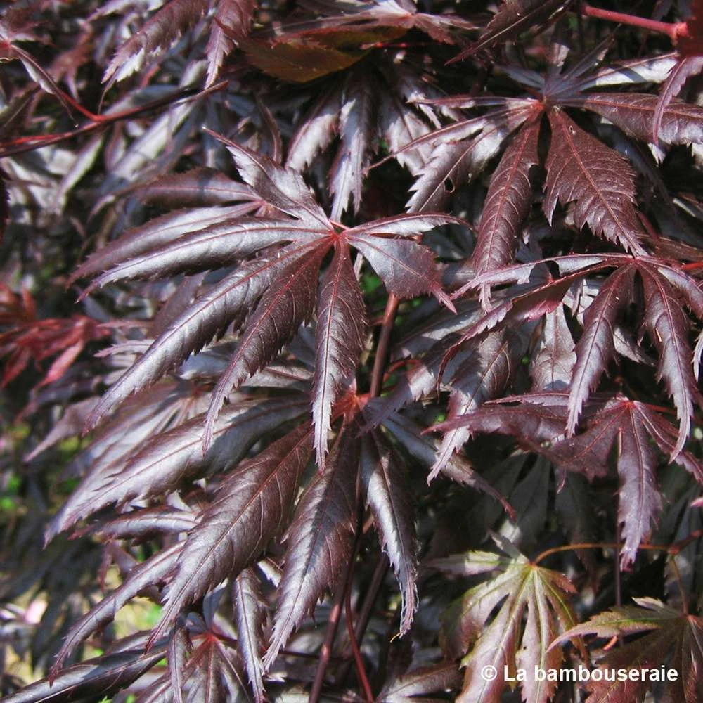 Acer Palmatum Trompenburg :C3L H.40/60cm 4 Acer Palmatum Trompenburg :C3L H.40/60cm – Image 4