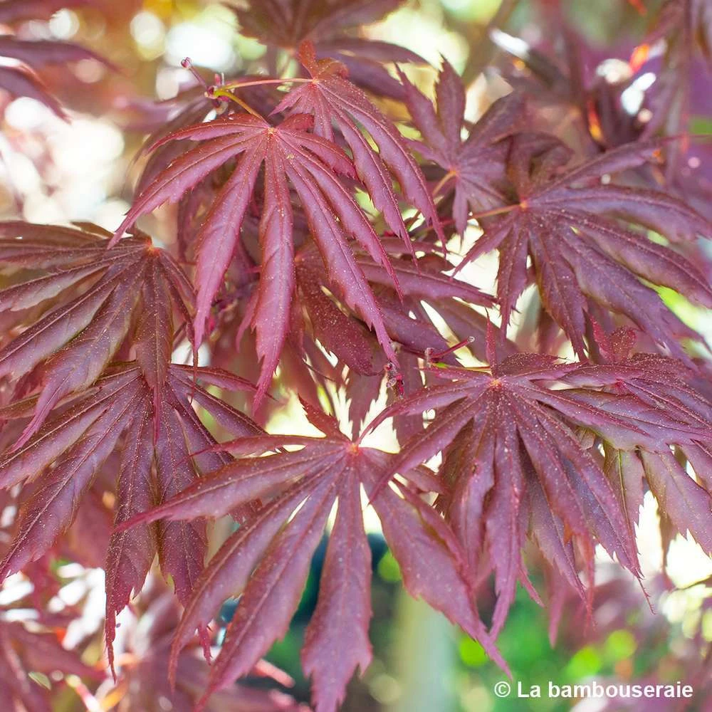 Acer Palmatum Trompenburg :C7L H.60/80cm 5 Acer Palmatum Trompenburg :C7L H.60/80cm – Image 5