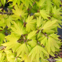Acer Shirasawanum Autumn Moon : C5L H30/40cm