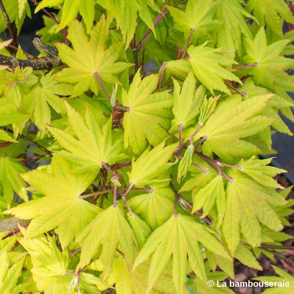 Acer Shirasawanum Autumn Moon : C5L H30/40cm 1 Acer Shirasawanum Autumn Moon : C5L H30/40cm
