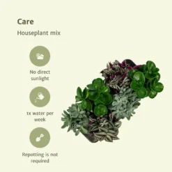 Box 3 Plantes D'intérieur - H20cm, ø12cm - Plantes D'intérieur -Promos Jardesia Magasin 7484875134665985