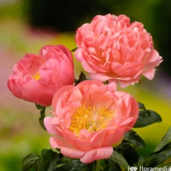 Botte De 3 Pivoines Coral Sunset H.50cm