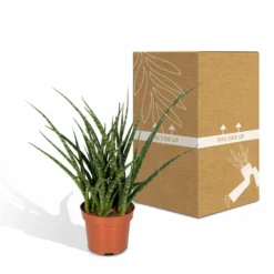 Sansevieria Fernwood Punk - H30cm, ø12cm - Plante D'intérieur Sans Entretien 9 Sansevieria Fernwood Punk - H30cm, ø12cm - Plante D'intérieur Sans Entretien -Promos Jardesia Magasin 74e4a547941876d2