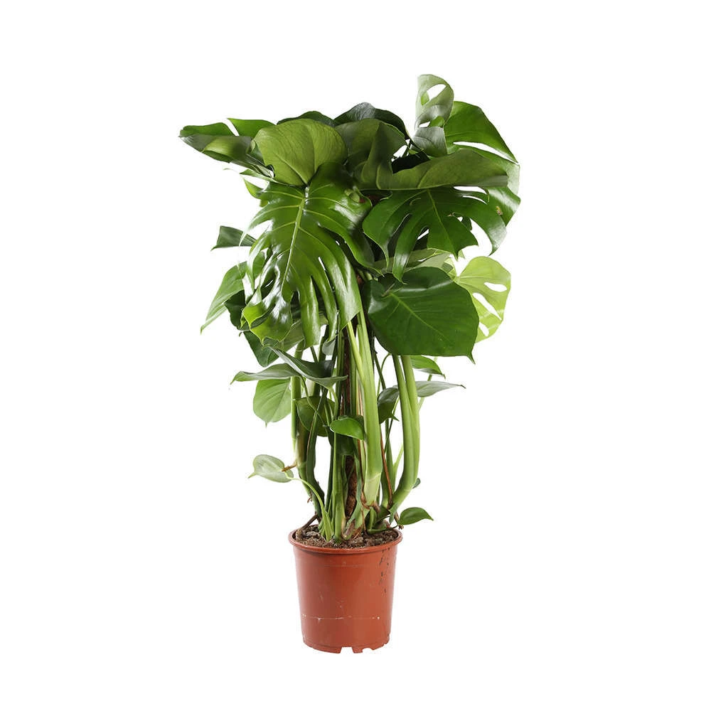 Philodendron Monstera : Tuteur Mousse 1 Philodendron Monstera : Tuteur Mousse