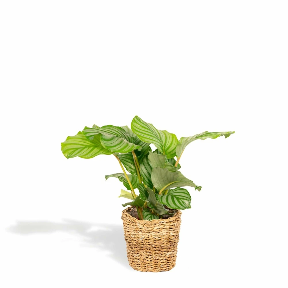 Calathea Orbifolia Et Son Panier Naturel - H40cm, ø14 Cm - Plante D'intérieur 1 Calathea Orbifolia Et Son Panier Naturel - H40cm, ø14 Cm - Plante D'intérieur