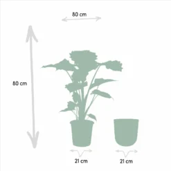 L'alocasia Portodora Et Son Cache-pot Doré - H80cm, ø21cm - Grande Plante D'intérieur 8 L'alocasia Portodora Et Son Cache-pot Doré - H80cm, ø21cm - Grande Plante D'intérieur -Promos Jardesia Magasin 7615aad5a5982523