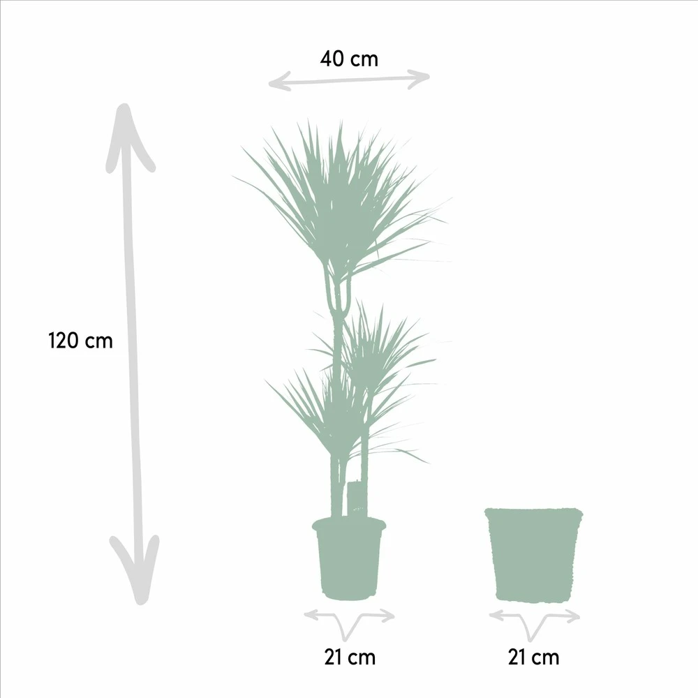Dracaena Et Son Panier Naturel - H120cm, ø21cm - Très Grande Plante D'intérieur 4 Dracaena Et Son Panier Naturel - H120cm, ø21cm - Très Grande Plante D'intérieur – Image 4