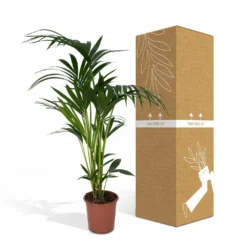 Palmier Kentia Xl - H120cm, ø24cm - Très Grande Plante D'intérieur -Promos Jardesia Magasin 76b6a7621aa76fe2