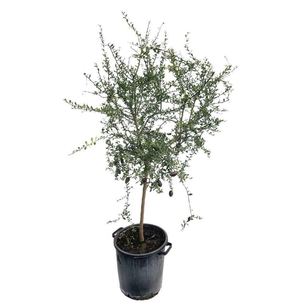 Citron Caviar H140/160cm : C35L 2 Citron Caviar H140/160cm : C35L – Image 2