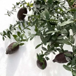 Citron Caviar H140/160cm : C35L 5 Citron Caviar H140/160cm : C35L -Promos Jardesia Magasin 784972 006