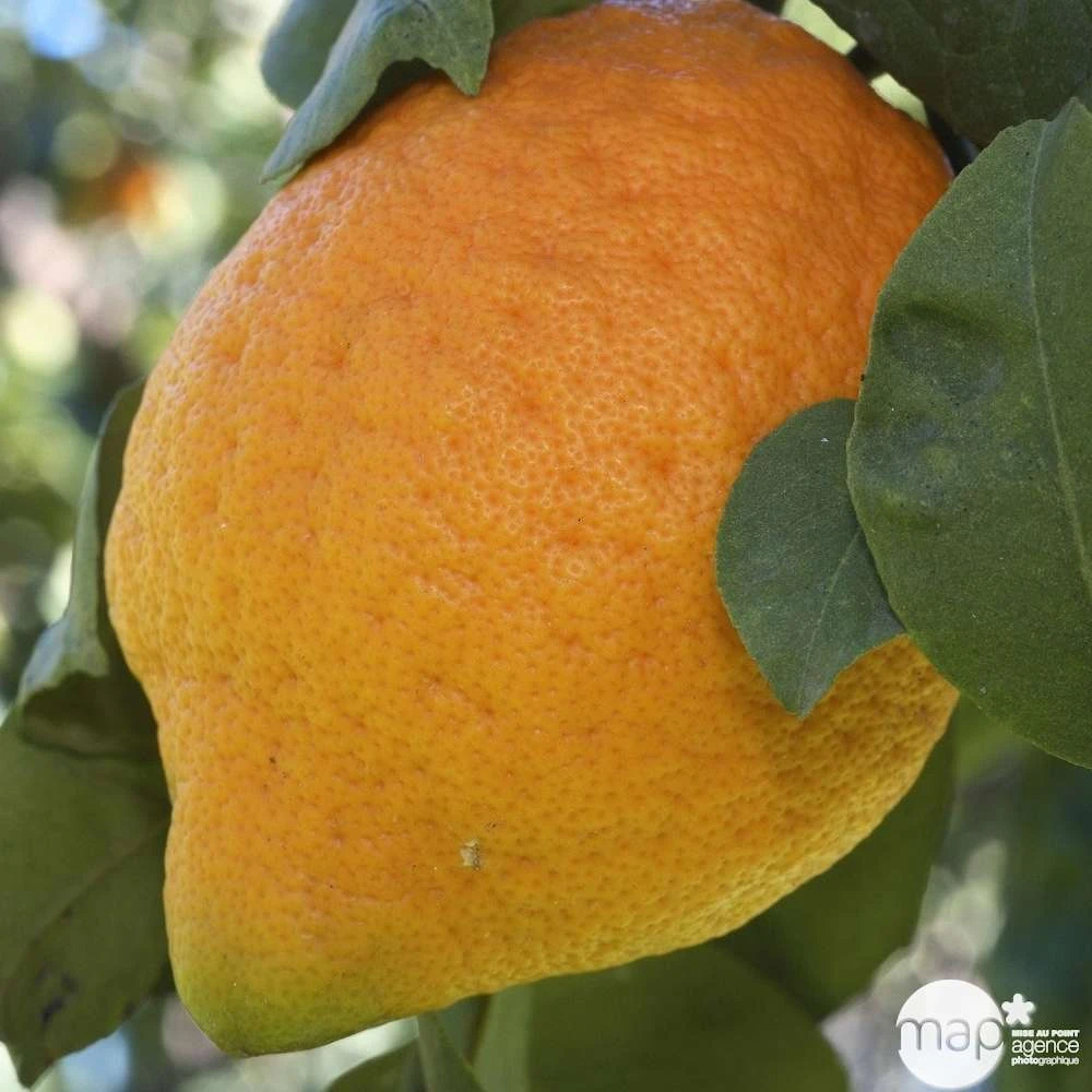 Cédratier H140/160cm : C35L 2 Cédratier H140/160cm : C35L – Image 2