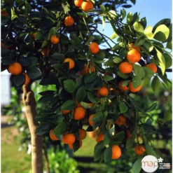 Clémentinier H140/160cm : C35L -Promos Jardesia Magasin 784975 003