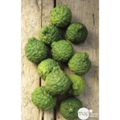 Combava H140/160cm : C35L -Promos Jardesia Magasin 784976 003