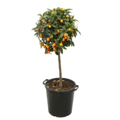 Kumquat H140/160cm : C35L -Promos Jardesia Magasin 784977 2016428