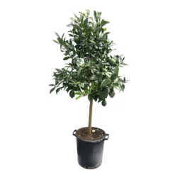 Citronnier Rouge (Osbeck) : H.140/160cm Pot 35L