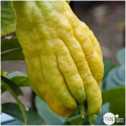 Main De Bouddha : H.140/160cm C35L -Promos Jardesia Magasin 784980 001