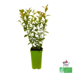 Myrtillier 'Patriot' Bio : Pot De 1,5 Litres -Promos Jardesia Magasin 791605 001