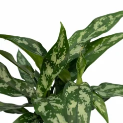 Aglaonema Maria - H30cm, ø12cm - Plante D'intérieur -Promos Jardesia Magasin 791a4114b768a011