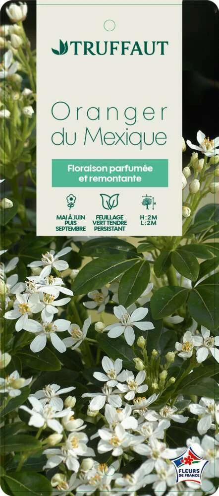 Choisya Ternata: C 5L 6 Choisya Ternata: C 5L – Image 6