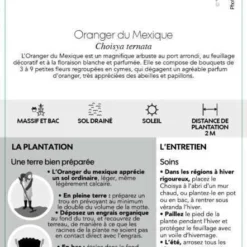 Choisya Ternata: C 5L 11 Choisya Ternata: C 5L -Promos Jardesia Magasin 797537 006