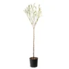 Amandier 'Lauranne'® : 1/2 Tige Pot 15L