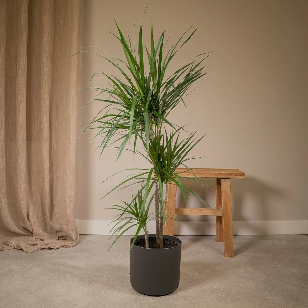 Dracaena Marginata - H115cm, ø21cm - Très Grande Plante D'intérieur 2 Dracaena Marginata - H115cm, ø21cm - Très Grande Plante D'intérieur – Image 2