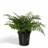 Asplenium Parvati - H30cm, ø17cm - Plante D'intérieur