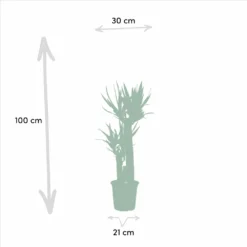 Yucca, Dracaena, Duo De Plantes - Grandes Plantes D'intérieur -Promos Jardesia Magasin 7e359b0b76b1f232