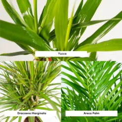 Areca, Dracaena, Yucca - Grande Et Moyennes Plantes D'intérieur -Promos Jardesia Magasin 7f669240bc217fec