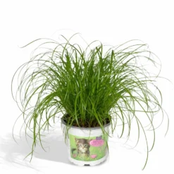 Herbe à Chat - H20cm, ø12cm - Plante D'intérieur