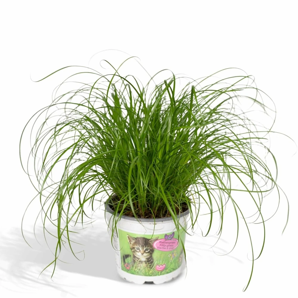 Herbe à Chat - H20cm, ø12cm - Plante D'intérieur 1 Herbe à Chat - H20cm, ø12cm - Plante D'intérieur