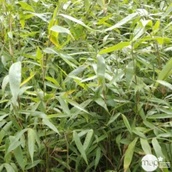 Bambou Non-traçant Fargesia Robusta 'Pingwu': Pot De 5 Litres -Promos Jardesia Magasin 814657 001