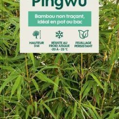 Bambou Non-traçant Fargesia Robusta 'Pingwu': Pot De 5 Litres -Promos Jardesia Magasin 814657 002