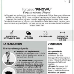 Bambou Non-traçant Fargesia Robusta 'Pingwu': Pot De 5 Litres -Promos Jardesia Magasin 814657 003