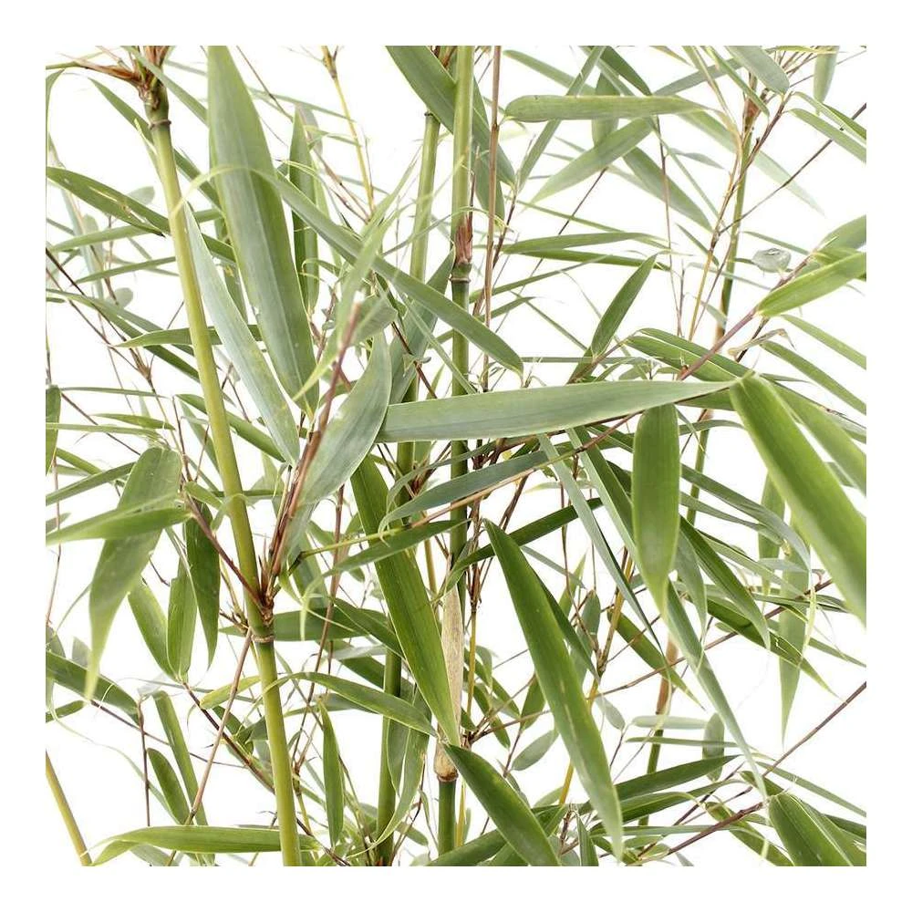 Bambou Non-traçant Fargesia Robusta 'Campbell': Pot De 12 Litres 2 Bambou Non-traçant Fargesia Robusta 'Campbell': Pot De 12 Litres – Image 2
