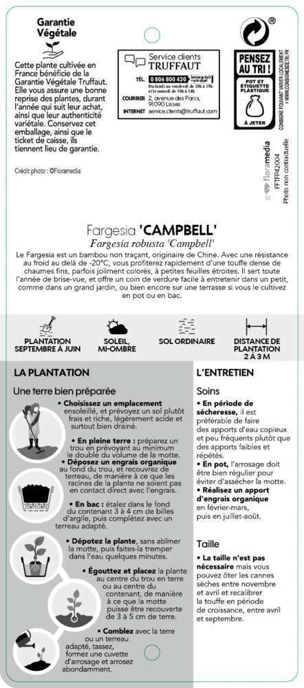 Bambou Non-traçant Fargesia Robusta 'Campbell': Pot De 12 Litres 4 Bambou Non-traçant Fargesia Robusta 'Campbell': Pot De 12 Litres – Image 4