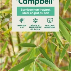 Bambou Non-traçant Fargesia Robusta 'Campbell': Pot De 12 Litres 6 Bambou Non-traçant Fargesia Robusta 'Campbell': Pot De 12 Litres -Promos Jardesia Magasin 814665 003