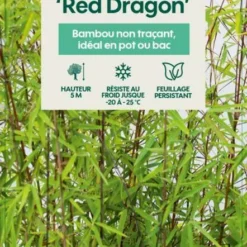 Bambou Non-traçant Fargesia Nitida 'Red Dragon': Pot De 12 Litres -Promos Jardesia Magasin 814666 003