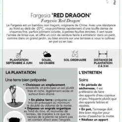 Bambou Non-traçant Fargesia Nitida 'Red Dragon': Pot De 12 Litres -Promos Jardesia Magasin 814666 004
