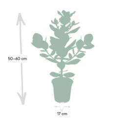 Clusia Princess - H60cm, ø12cm - Plante D'intérieur -Promos Jardesia Magasin 822e93dc32367413