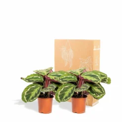Calathea Médaillon Duo - Plantes D'intérieur -Promos Jardesia Magasin 82604629fc392108